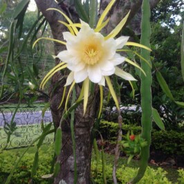 Dragon Fruit Cactus