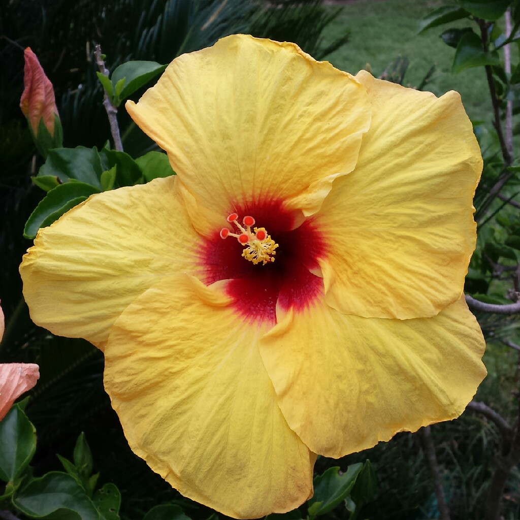 Tropical Hibiscus