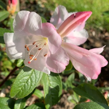 Rhododendron 'Tinkerbird'