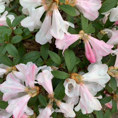 Rhododendron 'Tinkerbird'