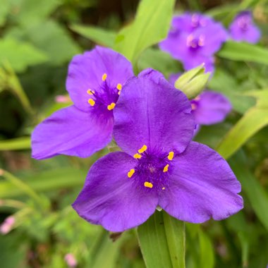 Tradescantia (Andersoniana Group) 'Purple Dome'