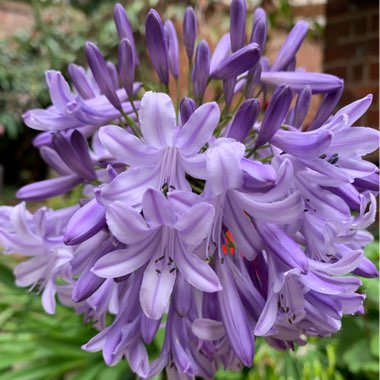 Agapanthus 'Maureen'