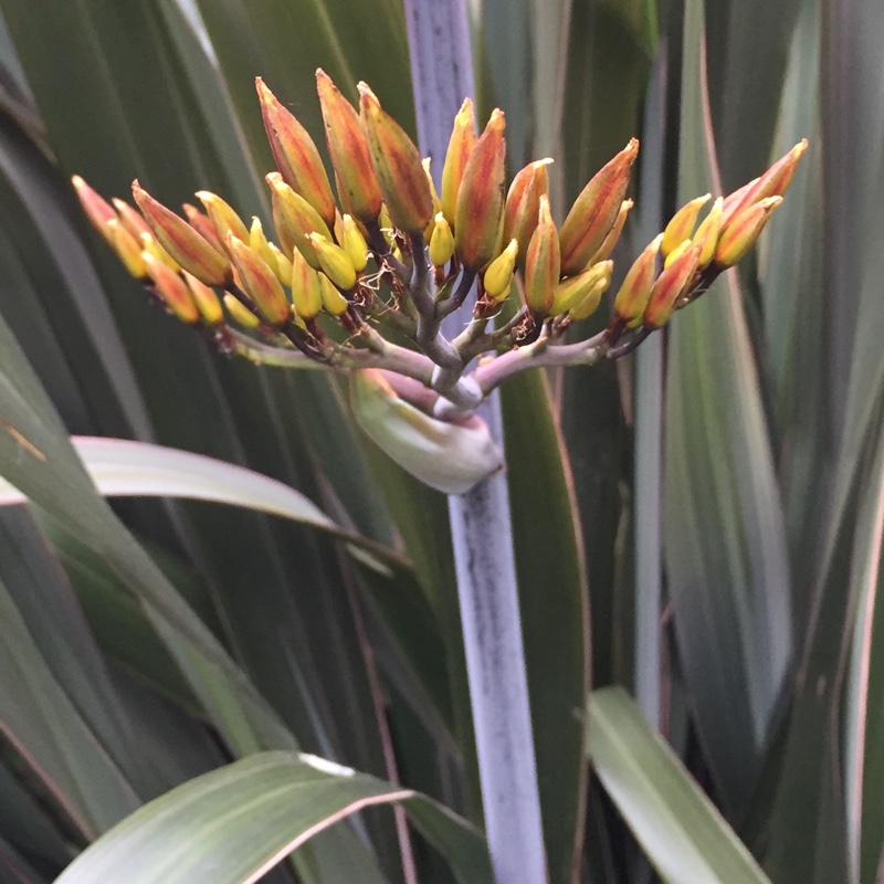 plant image 121576