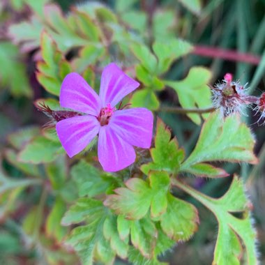 Geranium robertianum