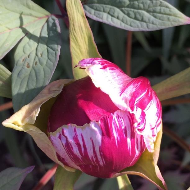 Plant image Paeonia x suffruticosa 'Kokuryu-nishiki' syn. Paeonia x suffruticosa 'Black Dragon Brocade'