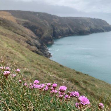 Armeria maritima