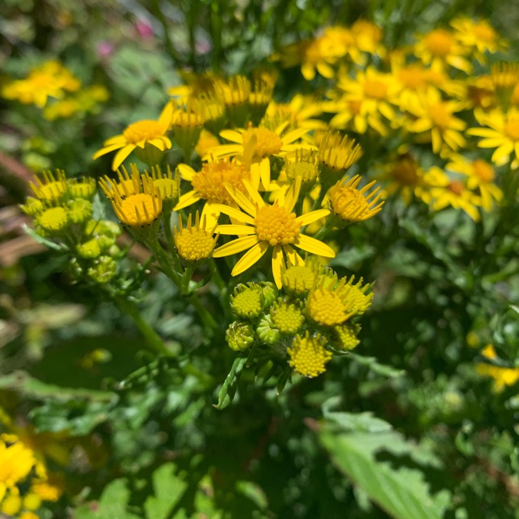 Plant image Senecio Jacobaea