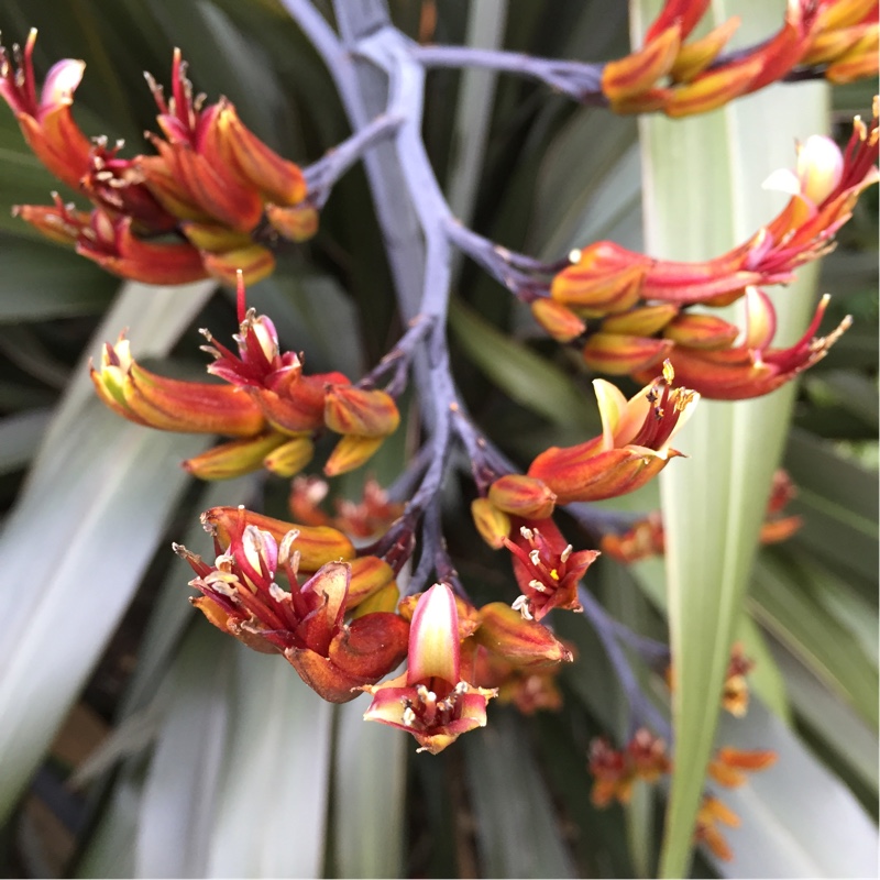 Plant image Phormium tenax 'Platts Black'