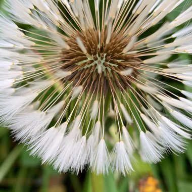 Taraxacum officinale