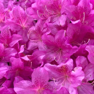 Rhododendron  (Rhododendron Varieties)