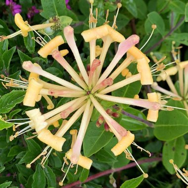 Lonicera