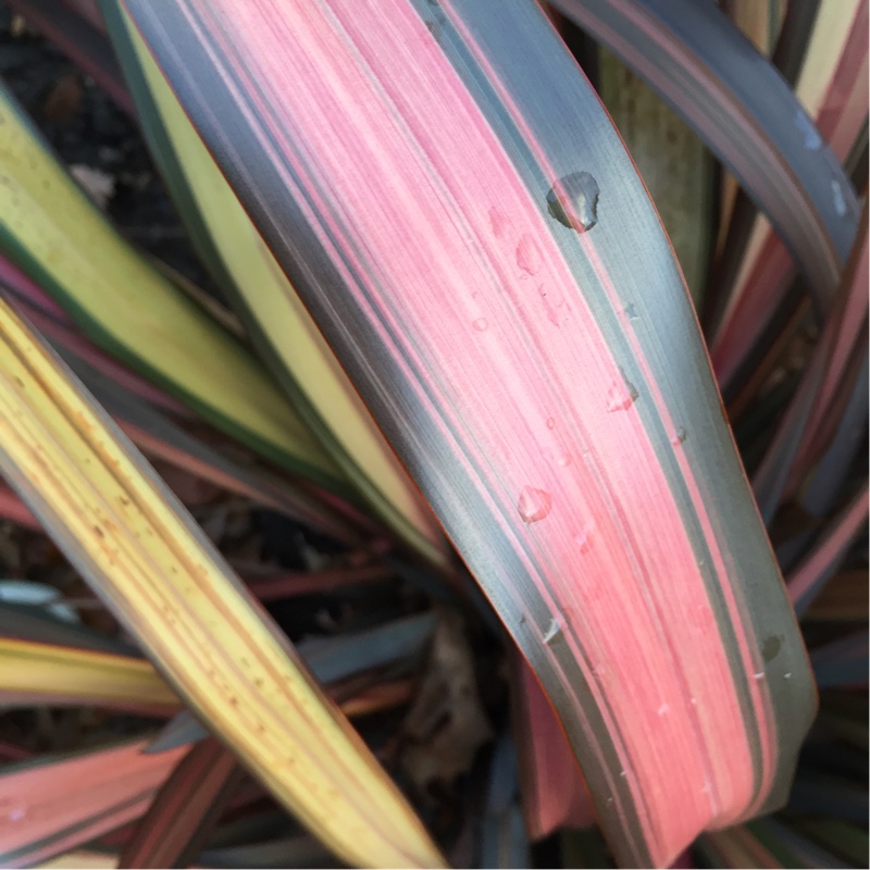 Plant image Phormium 'Evening Glow'