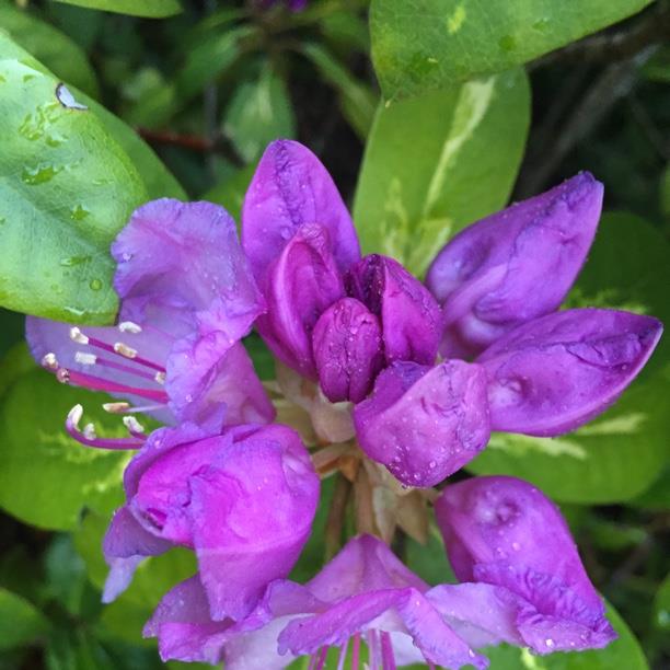 Plant image Rhododendron 'Goldflimmer'