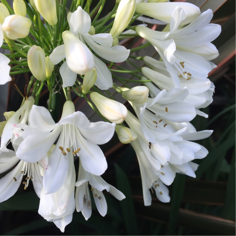 Plant image Agapanthus 'Arctic Star'