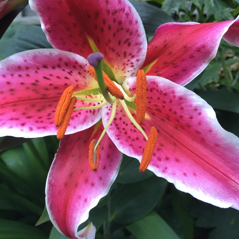 Lilium 'Star Gazer' syn. Lilium 'Stargazer'