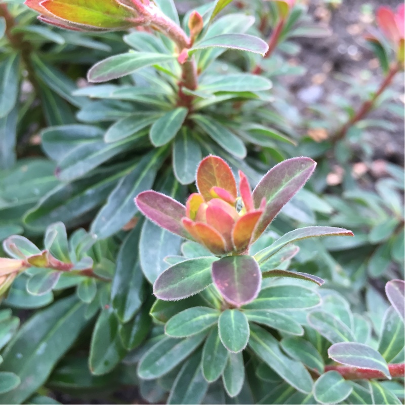 Euphorbia x martini 'Baby Charm'