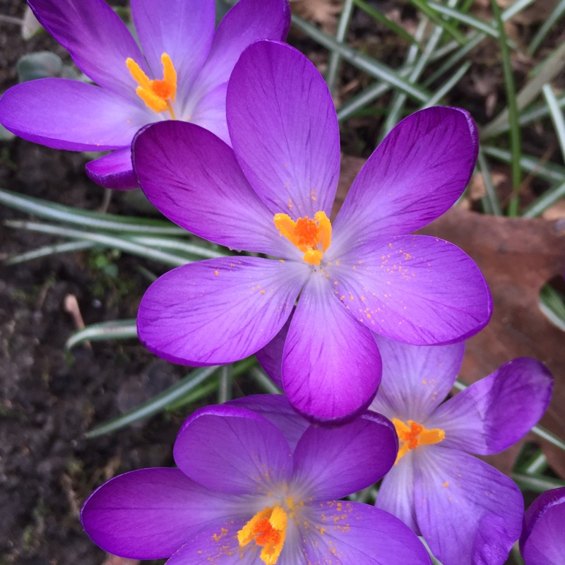 Crocus tommasinianus 'Ruby Giant', Crocus 'Ruby Giant' - uploaded by ...