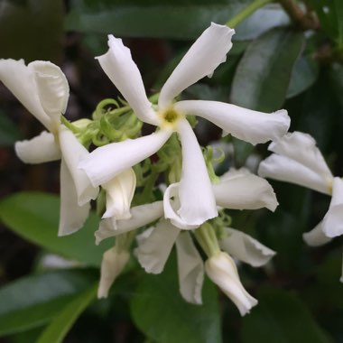 Trachelospermum jasminoides