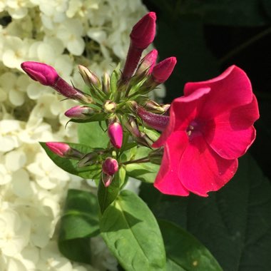 Phlox Paniculata 'Starfire'