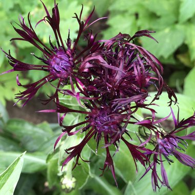 Centaurea montana 'Jordy'