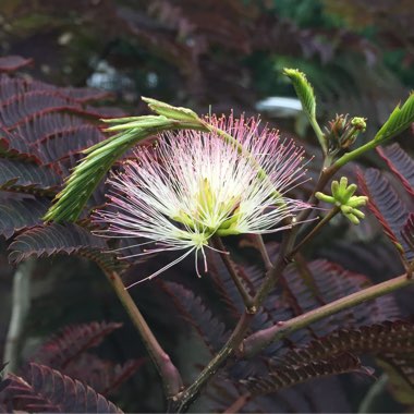 Albizia julibrissin 'Summer Chocolate'