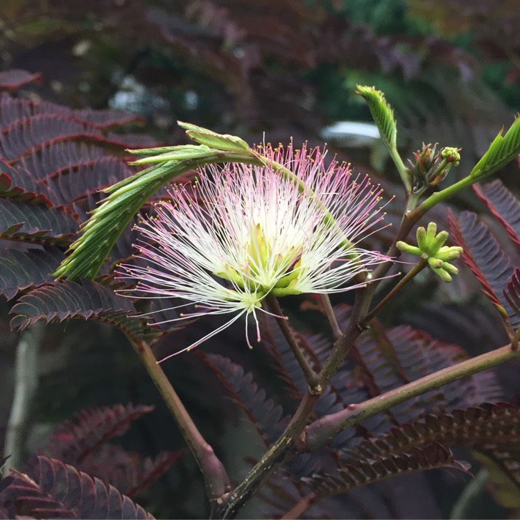 Plant image Albizia julibrissin 'Summer Chocolate'