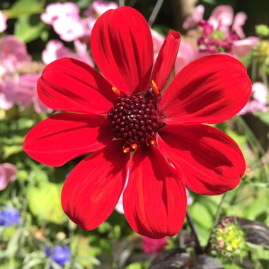 Dahlia 'Bishop of Llandaff'