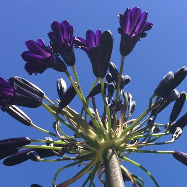 Agapanthus 'Black Magic'