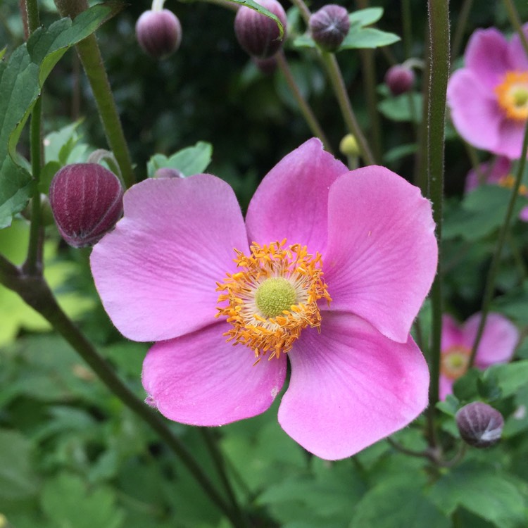 Plant image Anemone Hupehensis var. japonica 'Splendens'