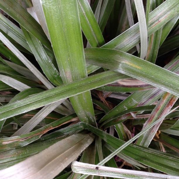 Plant image Astelia Banksii