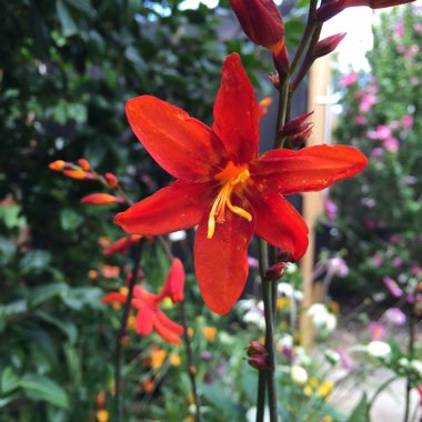 Crocosmia x crocosmiiflora 'Babylon'