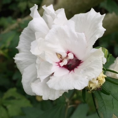 Hibiscus Syriacus 'Red Heart'