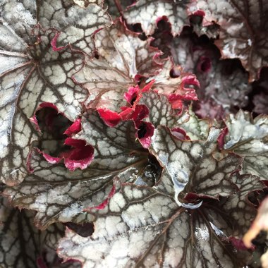 Heuchera 'Blackberry Jam'