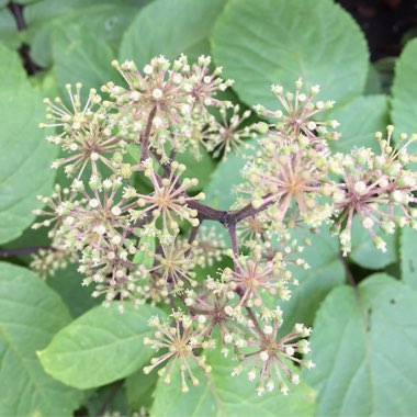 Aralia cordata 'Sun King'