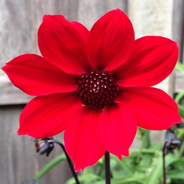 Dahlia 'Bishop of Llandaff'