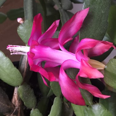 Schlumbergera x buckleyi