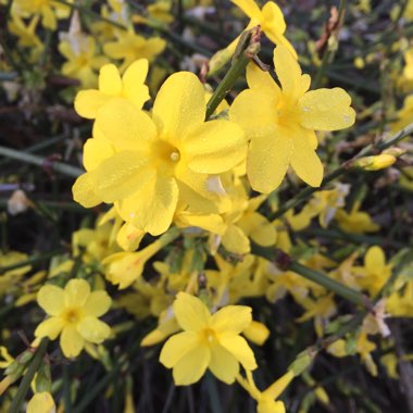 Jasminum nudiflorum