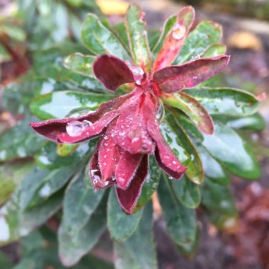 Euphorbia x martini 'Baby Charm'