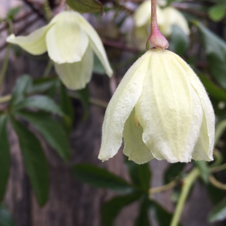 Plant image Clematis cirrhosa 'Wisley Cream'