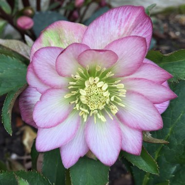 Helleborus x hybridus 'Harvington Double Pink'