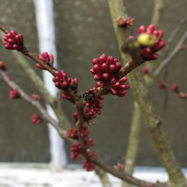 Cercis Chinensis 'Avondale'