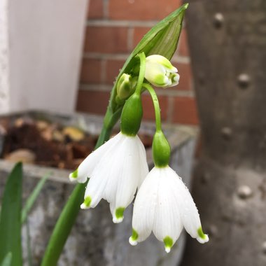 Leucojum aestivum 'Gravetye Giant'