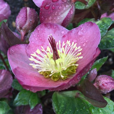 Helleborus 'Abcrd01' (Frostkiss Series) syn. Helleborus (Rodney Davey Marbled Group) 'Penny's Pink'