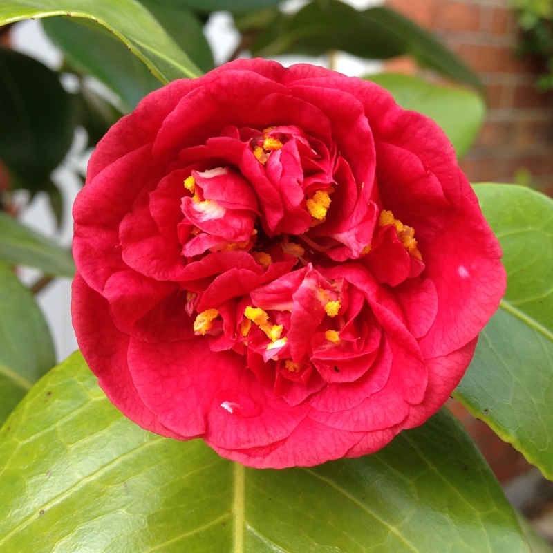 Camellia japonica 'Nagasaki'