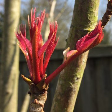 Toona sinensis Flamingo