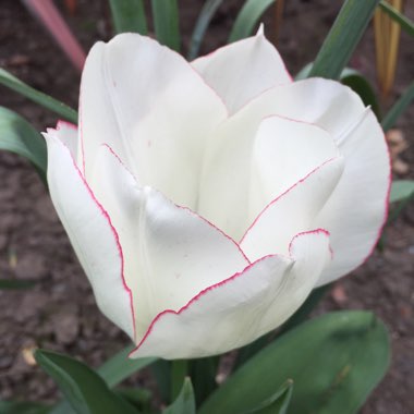 Tulipa 'Diamond Jubilee'