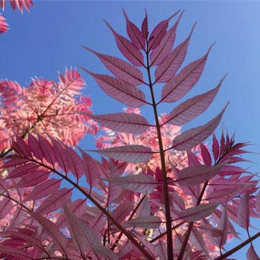 Toona sinensis Flamingo