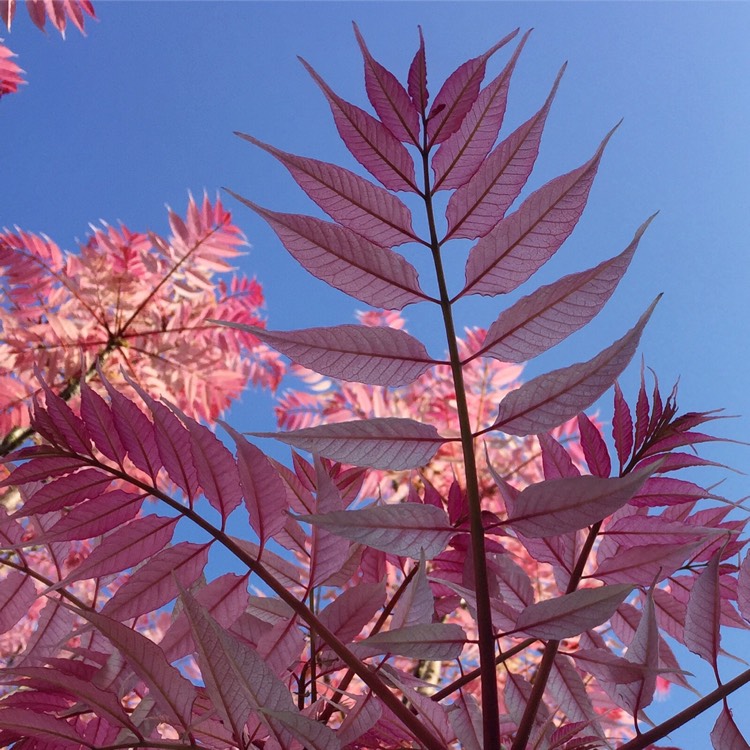 Plant image Toona sinensis Flamingo