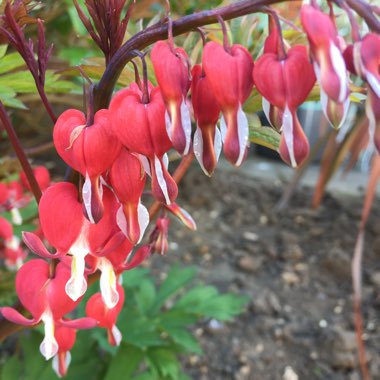 Lamprocapnos spectabilis 'Valentine' syn. Dicentra spectabilis 'Valentine'