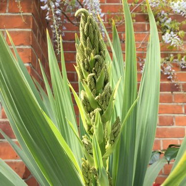 Cordyline australis